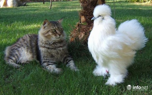 Chùm ảnh: Những chú gà lông bông sinh ra để làm thú cưng - ảnh 8