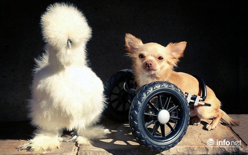 Chùm ảnh: Những chú gà lông bông sinh ra để làm thú cưng - ảnh 9