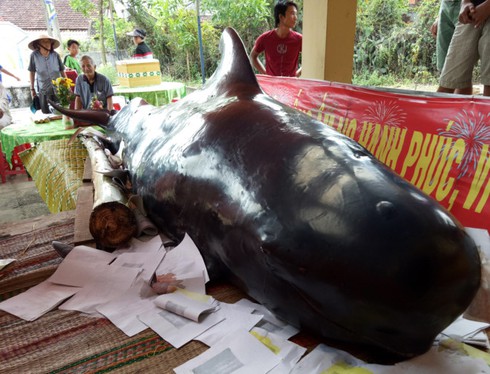 Ca 'Ba Chuong' nang 800 kg dat vao bo bien Quang Ngai hinh anh 1