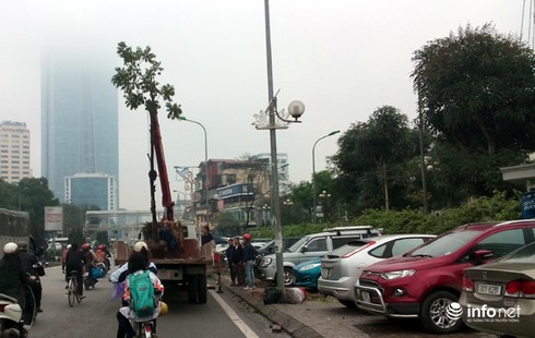 Hà Nội sẽ thay thế cây mỡ trên đường Nguyễn Chí Thanh từ 1/8 - ảnh 1