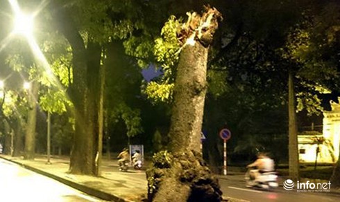 Hà Nội: Cây xà cừ cổ thụ đổ ngang đường Hoàng Diệu - ảnh 1