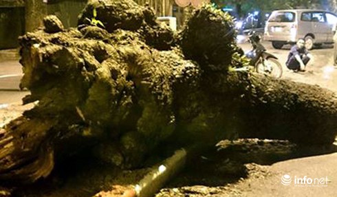 Hà Nội: Cây xà cừ cổ thụ đổ ngang đường Hoàng Diệu - ảnh 3