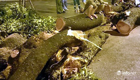 Hà Nội: Cây xà cừ cổ thụ đổ ngang đường Hoàng Diệu - ảnh 2