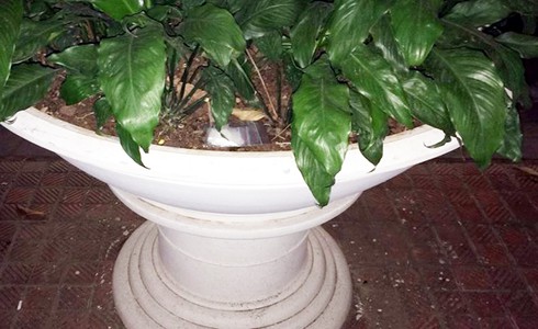 Gặp 141, hai nam thanh niên phi tang ma túy vào chậu hoa trên vỉa hè - ảnh 1