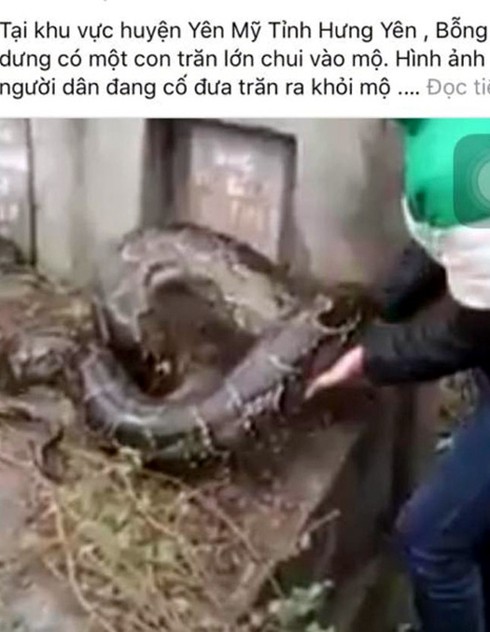 Xôn xao clip nam thanh niên bắt trăn khủng chui vào ngôi mộ - ảnh 1