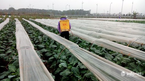 Vùng rau an toàn lớn nhất Hà Nội: