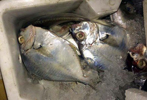 Khoảng 4 tấn cá bốc mùi hôi thối tuồn vào Thủ đô bị CSGT phát hiện - ảnh 2