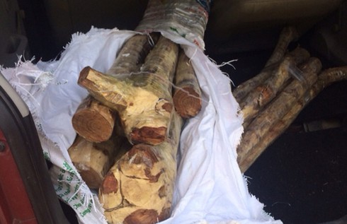 Ngụy trang 15 súc gỗ sưa trong xe Kia morning Van vẫn không qua được CSGT - ảnh 1