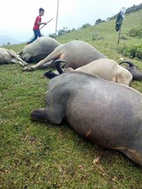 Sấm sét kèm theo mưa lớn, 5 con trâu bị sét đánh chết trên đồi - ảnh 1