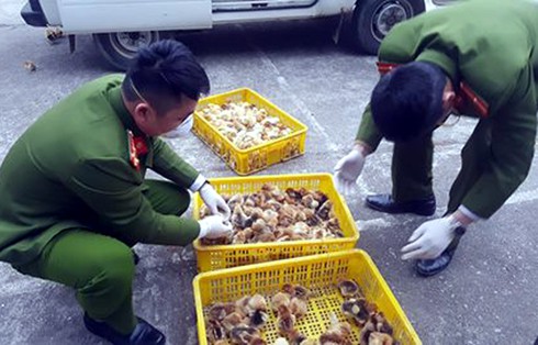 Tiêu hủy gần 7.000 con gia cầm giống nhập lậu từ Trung Quốc - ảnh 1