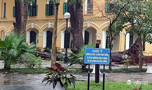 Hà Nội: Mưa gió, 4 học sinh trường Chu Văn An bị cây đè phải nhập viện - ảnh 4