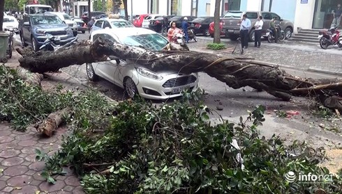 Hà Nội: Mưa gió, 4 học sinh trường Chu Văn An bị cây đè phải nhập viện - ảnh 2