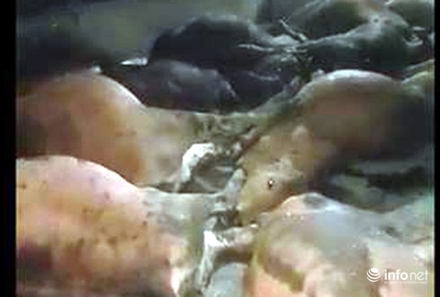 Bò chết hàng loạt sau ăn chưa rõ nguyên nhân - ảnh 1