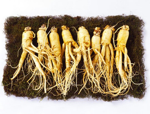 Triển lãm nhân sâm Hàn Quốc tại Việt Nam - ảnh 1