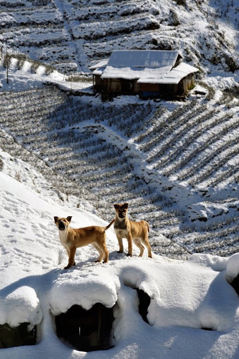 Mua ảnh tuyết Sa Pa ủng hộ trẻ em vùng cao - ảnh 4