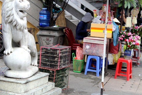 Chim phóng sinh: Cắt cụt cánh, thả xong nhặt về bán lại - ảnh 2