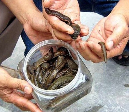 Lại xuất hiện người lạ lùng bắt đỉa bán cho thương lái Trung Quốc - ảnh 1
