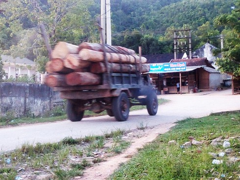 Hà Tĩnh: Gỗ lậu theo công nông ào ạt đổ về xuôi - ảnh 1