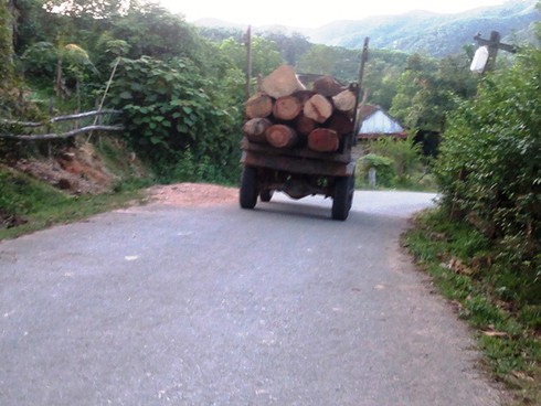 Hà Tĩnh: Gỗ lậu theo công nông ào ạt đổ về xuôi - ảnh 7