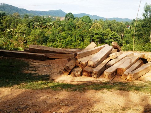 Hà Tĩnh: Gỗ lậu theo công nông ào ạt đổ về xuôi - ảnh 10