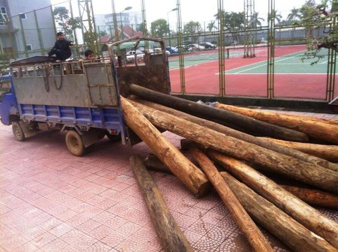 Cảnh sát môi trường bắt giữ xe tải chở gỗ lậu - ảnh 2