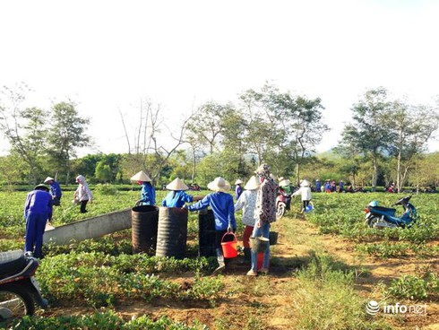 Chè chết cháy vì nắng nóng kỷ lục tại Hà Tĩnh - ảnh 5