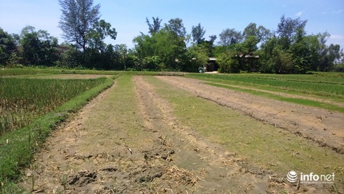 Chè chết cháy vì nắng nóng kỷ lục tại Hà Tĩnh - ảnh 6