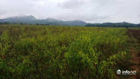 Hà Tĩnh: Ớt mất mùa, dân chịu