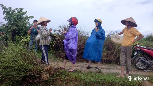 Hà Tĩnh: Ớt mất mùa, dân chịu