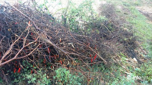 Hà Tĩnh: Ớt mất mùa, dân chịu