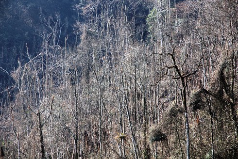 Nghệ An: Nhiều cánh rừng bị hủy diệt do giá rét - ảnh 1