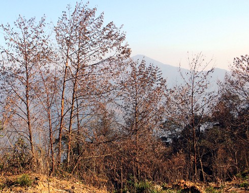 Nghệ An: Nhiều cánh rừng bị hủy diệt do giá rét - ảnh 3