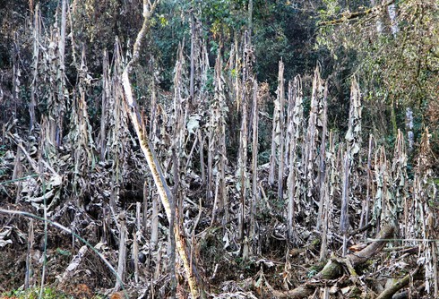 Nghệ An: Nhiều cánh rừng bị hủy diệt do giá rét - ảnh 4