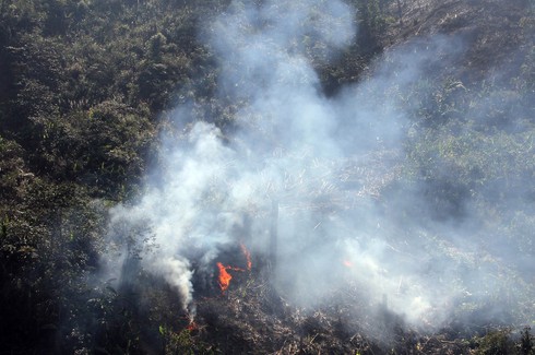 Nghệ An: Nhiều cánh rừng bị hủy diệt do giá rét - ảnh 5