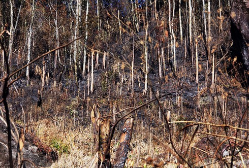 Nghệ An: Nhiều cánh rừng bị hủy diệt do giá rét - ảnh 6