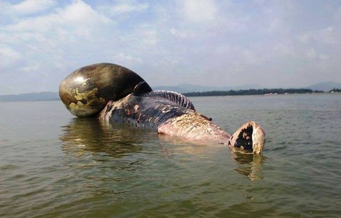 Cá voi khoảng 10 tấn chết trôi dạt trên vùng biển Nghệ An - ảnh 3