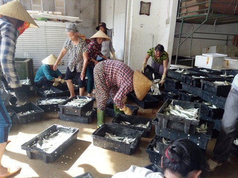 Hà Tĩnh: Cá biển tươi xuất bán nơi khác, bạc tỷ chôn trong kho đông lạnh - ảnh 2