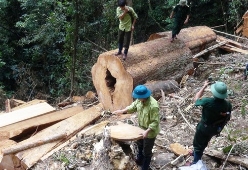 Rừng Pơ Mu bị “xẻ thịt” ngay trong khu bảo tồn? - ảnh 1