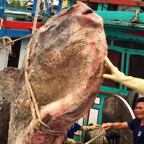 Nghệ An: Ngư dân đánh bắt được cá mặt trăng khủng - ảnh 2