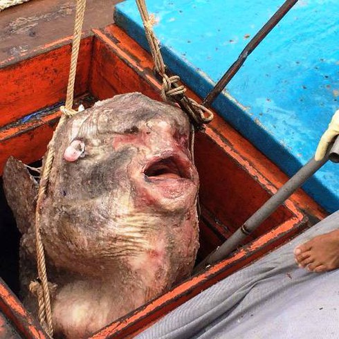 Nghệ An: Ngư dân đánh bắt được cá mặt trăng khủng - ảnh 1