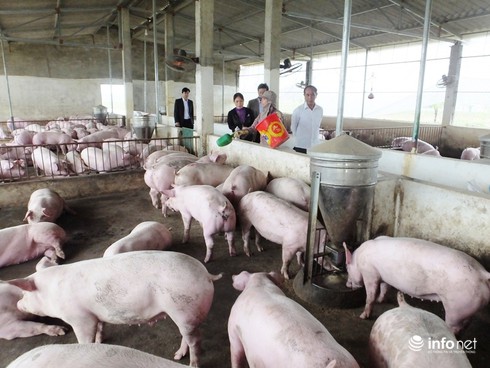 Hà Tĩnh: Giá lợn “lao dốc”, dân bỏ không chuồng trại - ảnh 1