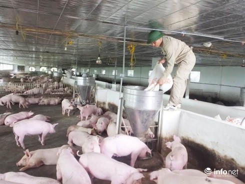 Hà Tĩnh: Gánh nợ hàng trăm tỷ, hàng ngàn con lợn nái biến thành...