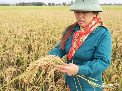 Hà Tĩnh: Giải cứu lợn chưa xong… đến lúa mất trắng vì nhiễm bệnh! - ảnh 1