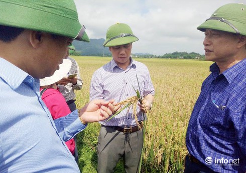 Chủ tịch tỉnh Hà Tĩnh nghi ngờ hơn 9.000 ha lúa bị bệnh do giống kém chất lượng - ảnh 1