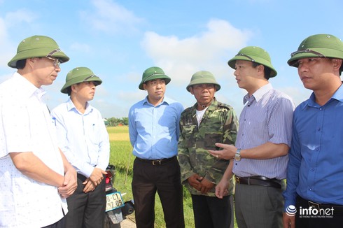 Nơi khác được mùa, sao giống lúa Thiên ưu 8 lại mất mùa tại Hà Tĩnh? - ảnh 2