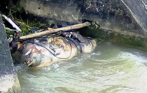 Nghệ An: Kinh hãi xác động vật chết, bốc mùi hôi thối nồng nặc trên kênh - ảnh 2