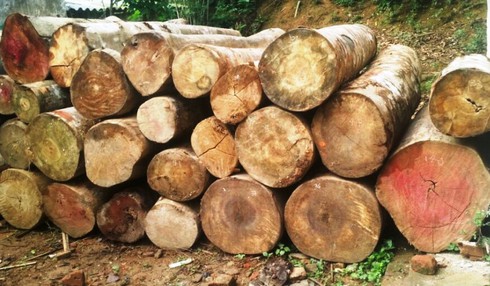 Thanh Hóa: Xử phạt 2 đối tượng tự ý khai thác rừng trái phép - ảnh 1