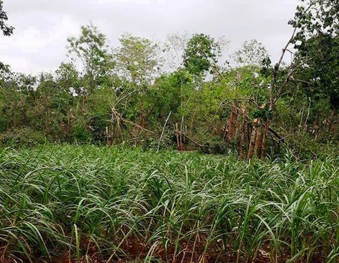 Nghệ An: Lốc xoáy 'thổi' lệch cầu treo, hàng chục ha cao su gãy đổ - ảnh 2