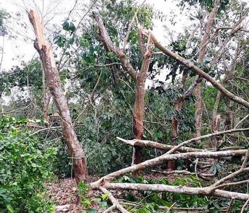 Nghệ An: Lốc xoáy 'thổi' lệch cầu treo, hàng chục ha cao su gãy đổ - ảnh 1