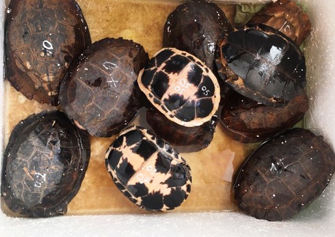 Hành trình bóc gỡ đường dây mua, bán động vật quý hiếm từ Lào về Việt Nam - ảnh 2